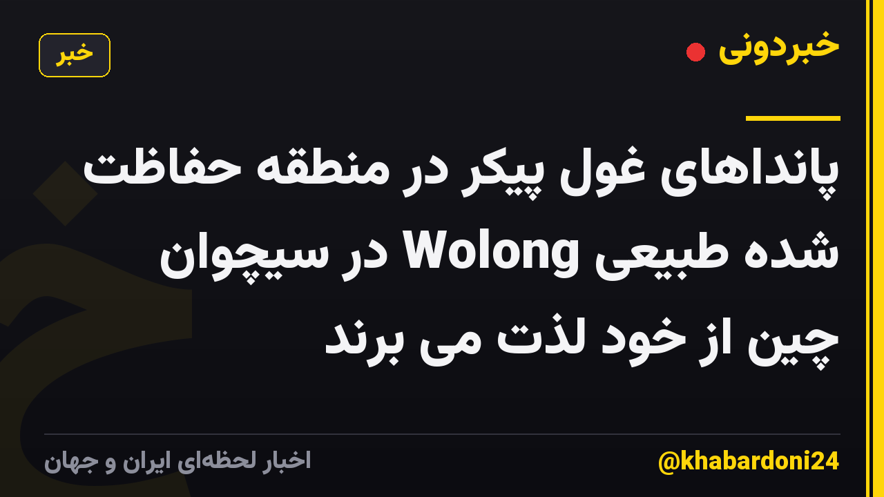 پانداهای غول پیکر در منطقه حفاظت شده طبیعی Wolong در سیچوان چین از خود لذت می برند