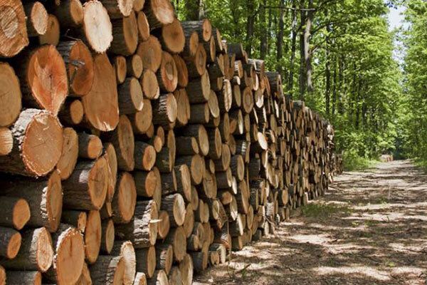 کشف محمولههای قاچاق چوب در جنگلهای مازندران