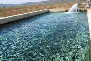 ایران در صدر صید تونماهیان غرب اقیانوس هند
