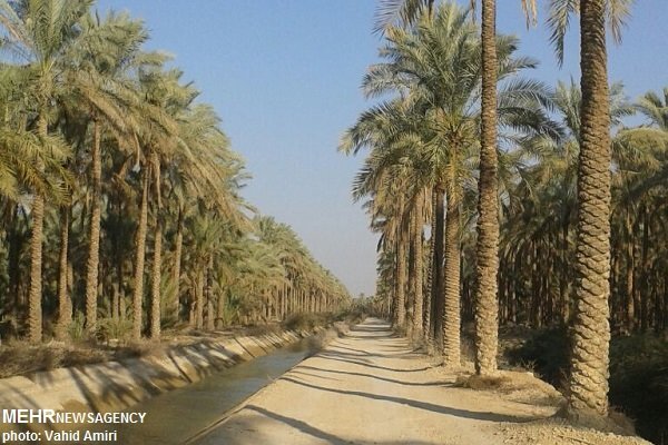 فشار خشکسالی به کشاورزی در بخش ارم؛ چاه ها و قنوات احیا شوند