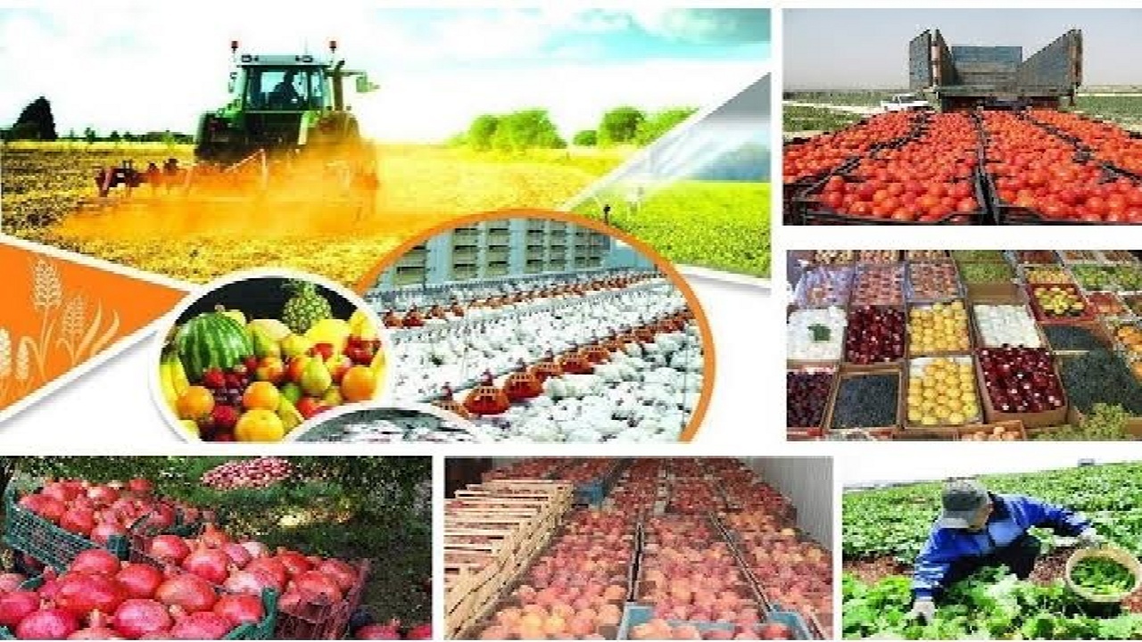 آغاز شناسنامه‌دار شدن واحدهای تولیدی کشاورزی در آذربایجان‌غربی