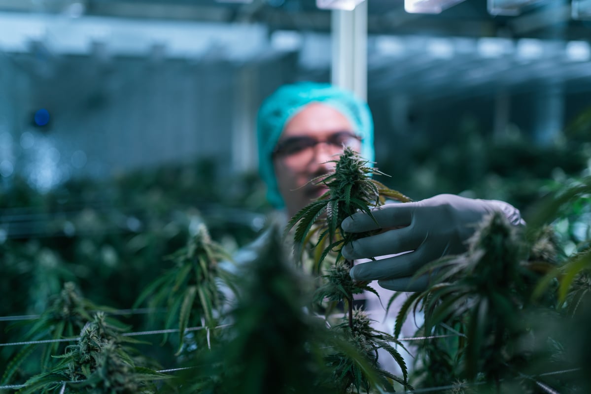 بازاری که می تواند سهام Tilray را ایجاد یا شکست دهد