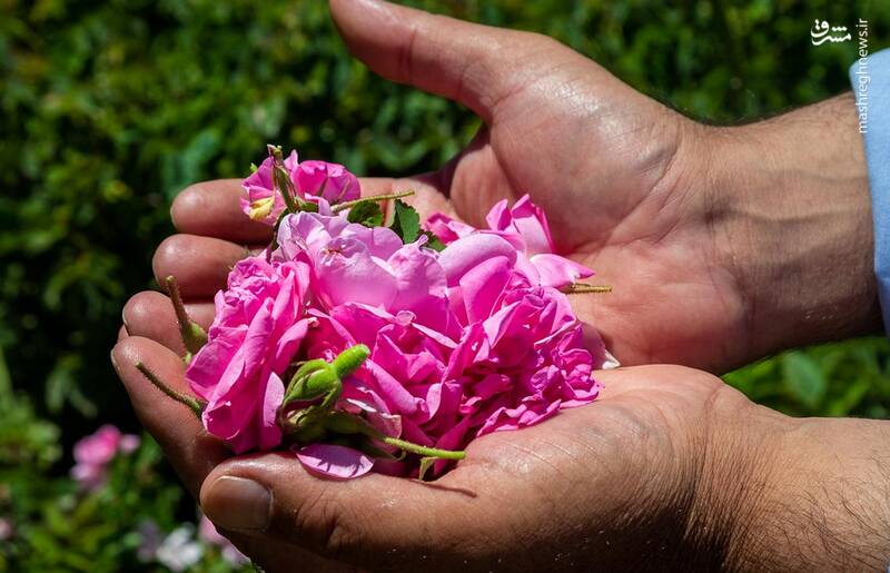 عکس/ برداشت گل محمدی از مزارع چلیچه