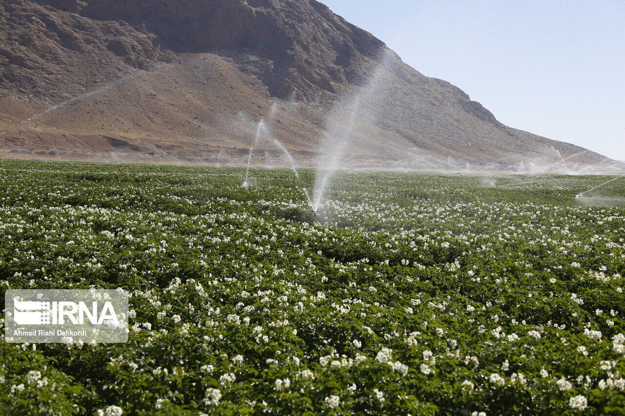 ۳۰ طرح پژوهشی در ایستگاه دیم شیروان در مسیر ارتقای کشاورزی