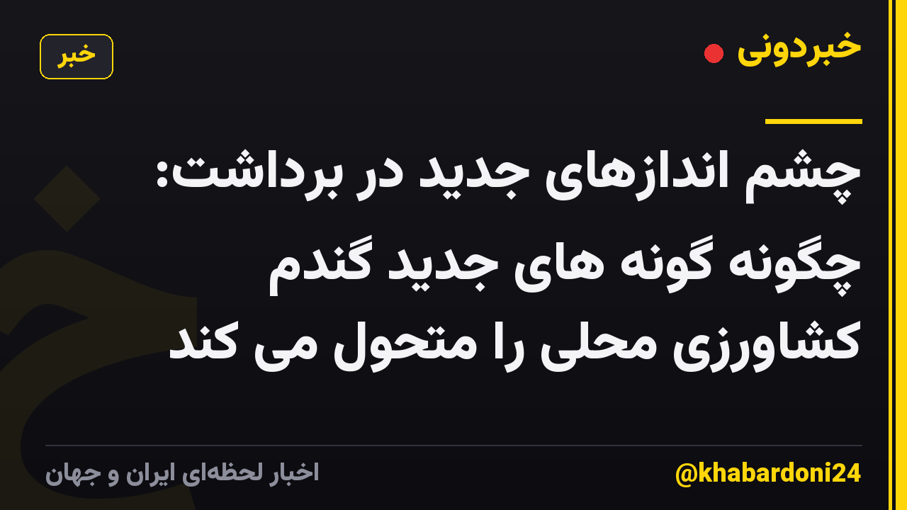 چشم اندازهای جدید در برداشت: چگونه گونه های جدید گندم کشاورزی محلی را متحول می کند