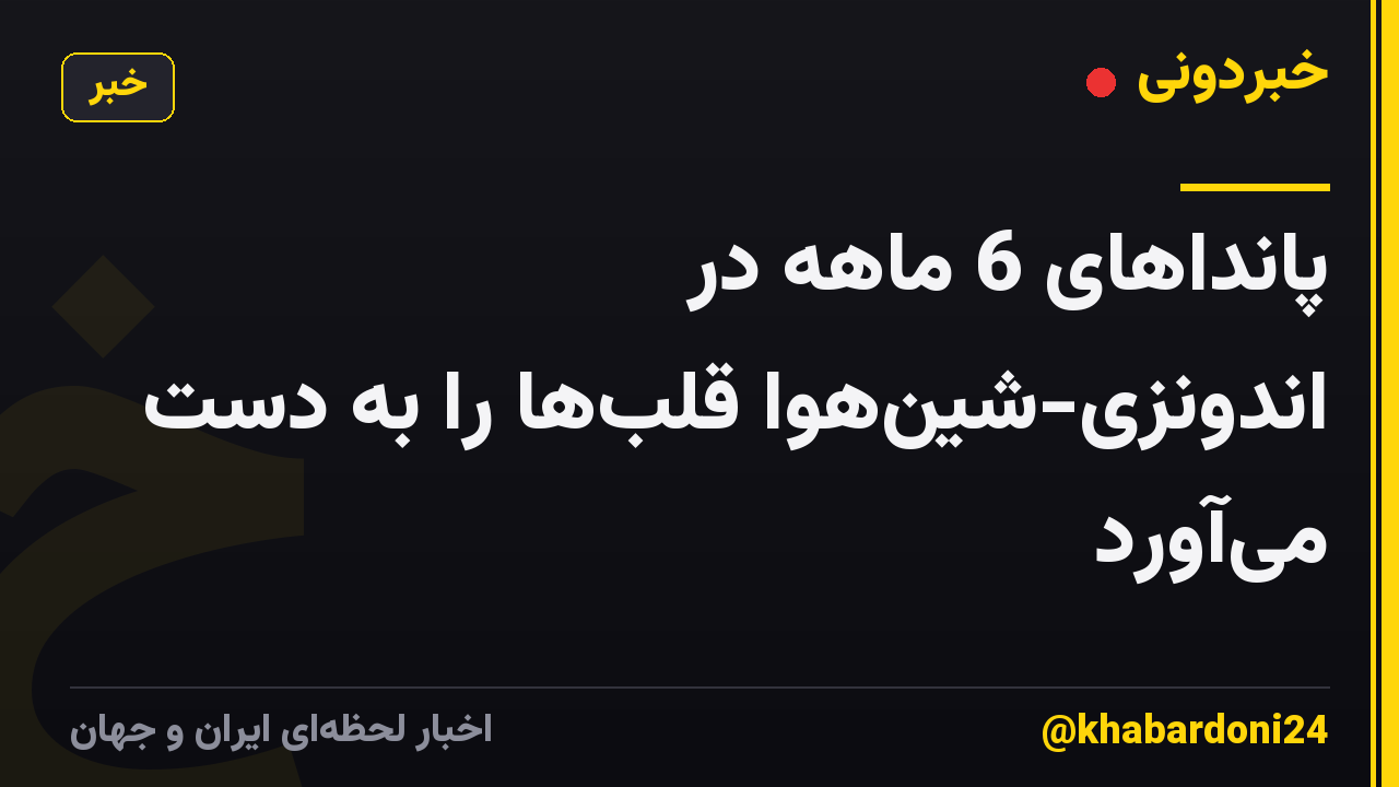 پانداهای 6 ماهه در اندونزی-شینهوا قلبها را به دست میآورد