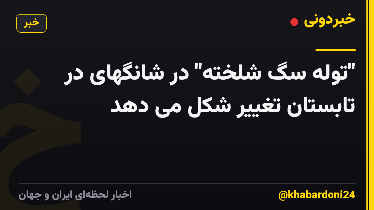 "توله سگ شلخته" در شانگهای در تابستان تغییر شکل می دهد