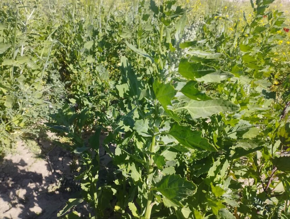 کشت آزمایشی کینوای علوفهای دیم برای نخستین بار در بروجرد
