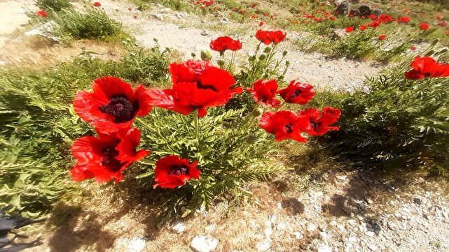 نمایی چشم نواز از دشت زیبای شقایق در لار + عکس