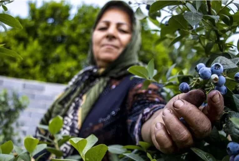 مزارع بلوبری؛ طعم تازهای از کشاورزی نوین در مازندران