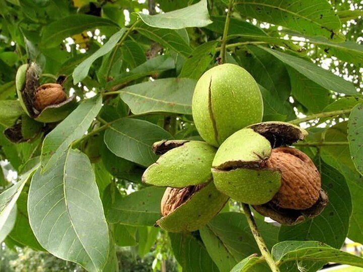 فرماندار :گردوی تویسرکان نباید خام فروشی شود