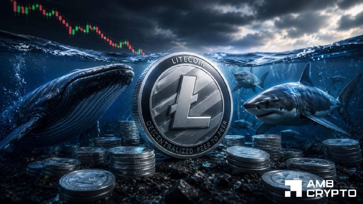نهنگ های لایت کوین در عرض 5 ماه 7 درصد کیف پول بیشتری اضافه می کنند - با این حال LTC نزدیک به 44 دلار گیر کرده است.