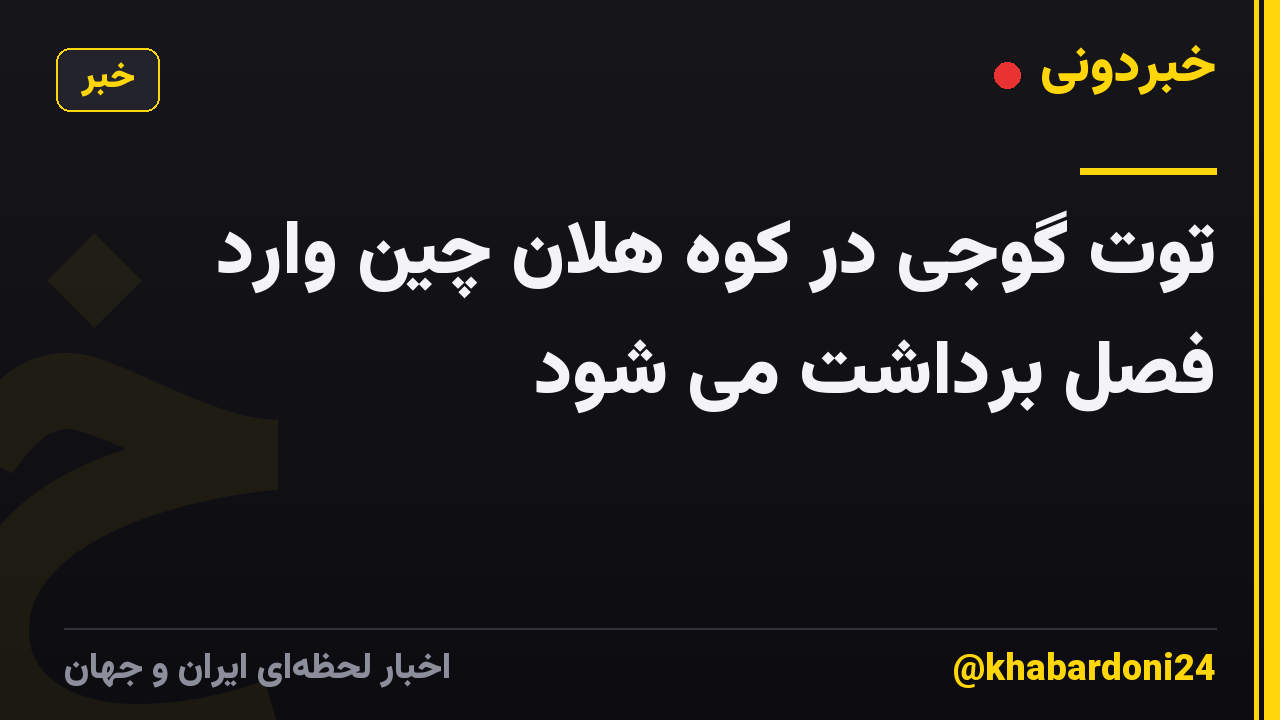 توت گوجی در کوه هلان چین وارد فصل برداشت می شود