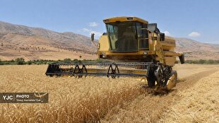 گندمزارهای لرستان؛ پشتوانه خودکفایی غذایی ایران