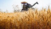کاهش ۵ درصدی خرید تضمینی گندم نسبت به سال قبل