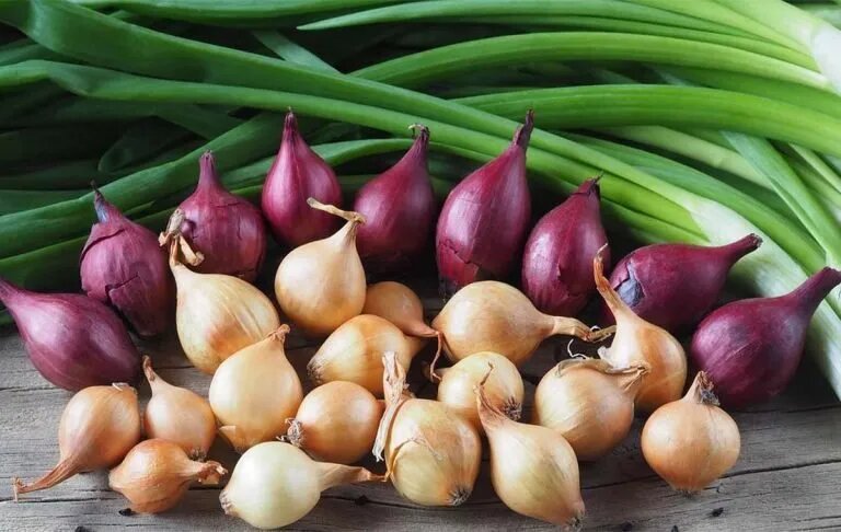 روستایی که با موسیر شناخته میشود؛ از اسدآباد تا بازارهای اروپا و کانادا