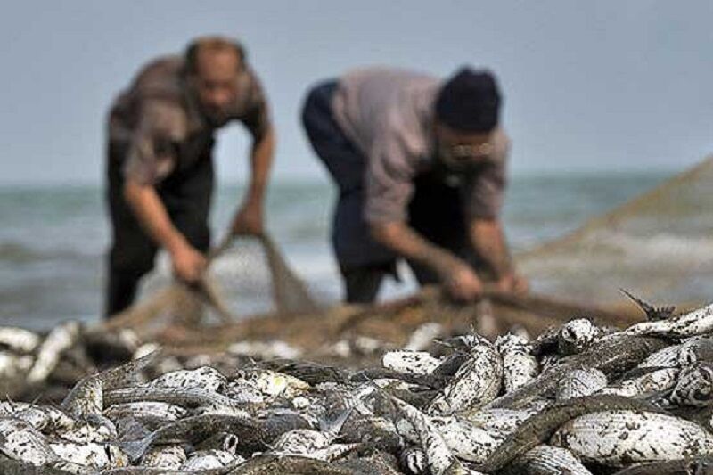 صید ماهی با شوکر برقی در تالاب شادگان ممنوع است