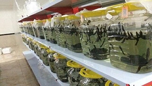 زالوی کوچک، رویای بزرگ؛ صنعتی مغفول که میتواند قم را به قطب صادرات تبدیل کند