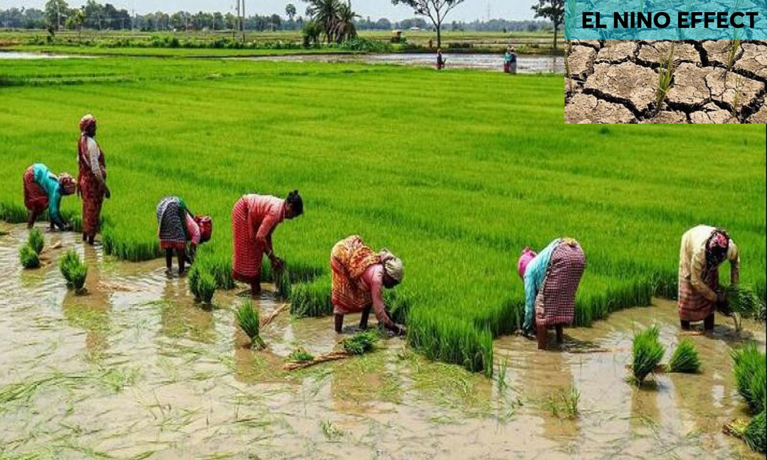 اثر ال نینو: کشاورزان AP برای کشت برنج در صرفه جویی در مصرف آب تلاش می کنند