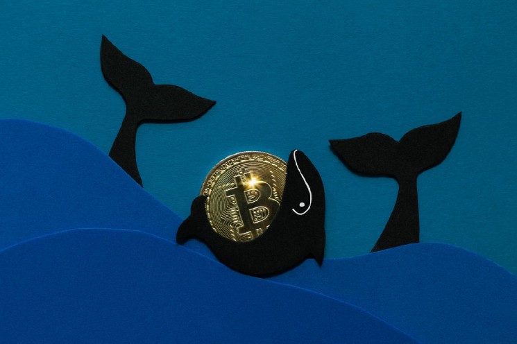 کیف پول‌های نهنگ بیت‌کوین بازگشت بزرگ را ببینید