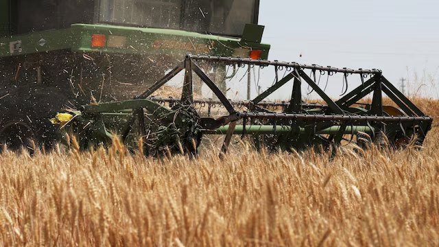 موجودی های جهانی فراوان ممکن است شوک عرضه مواد غذایی ال نینو را کاهش دهد