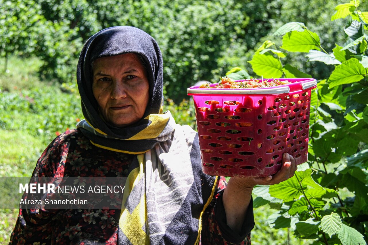 پروژه ملی «استارتاپهای روستایی ICT» در ۳ استان کلید خورد