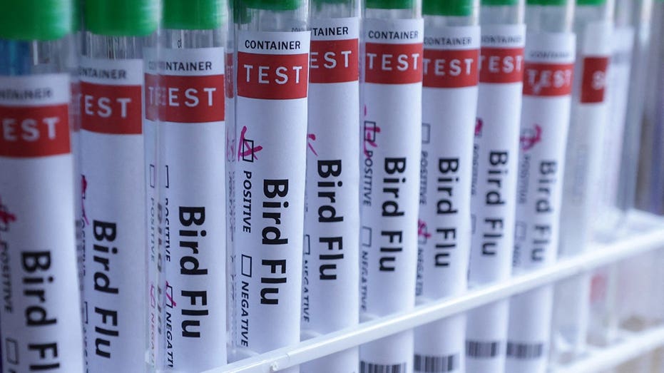 آنفولانزای پرندگان H5N1 برای اولین بار در استرالیا تایید شد، به این معنی که ویروس اکنون به تمام قاره ها رسیده است
