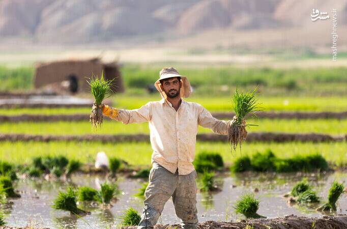 عکس/ رونق کشت برنج در حاشیه رودخانه قزل اوزن