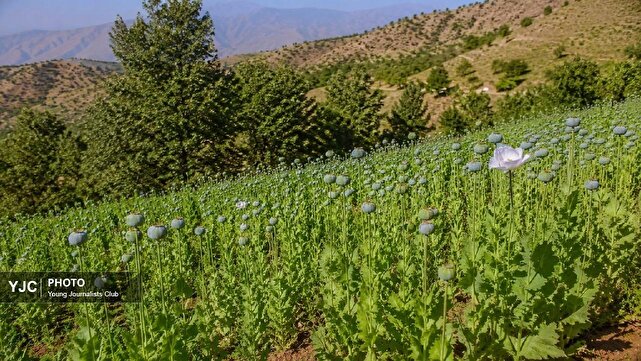 سودهای سیاه کشت ممنوعه در کمین کشاورزی؛ زنگ خطر برای مناطق روستایی لرستان