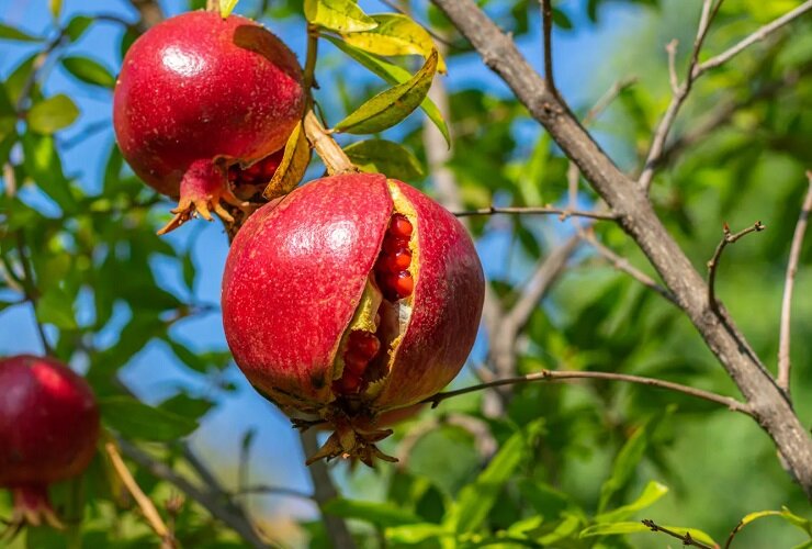 تولید آنتی‌اکسیدان طبیعی از ضایعات پوست انار