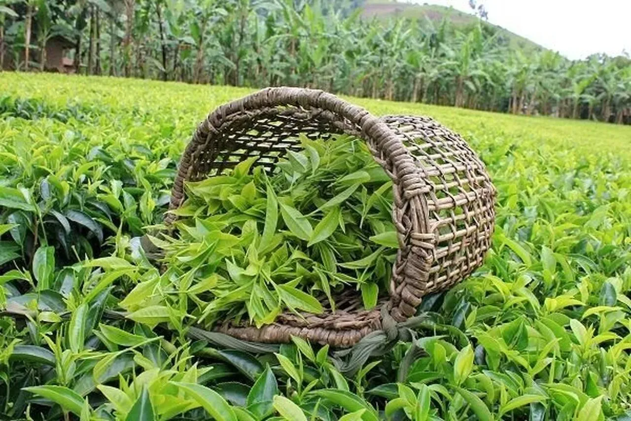 87 درصد برگ سبز خریداری‌شده امسال درجه یک است