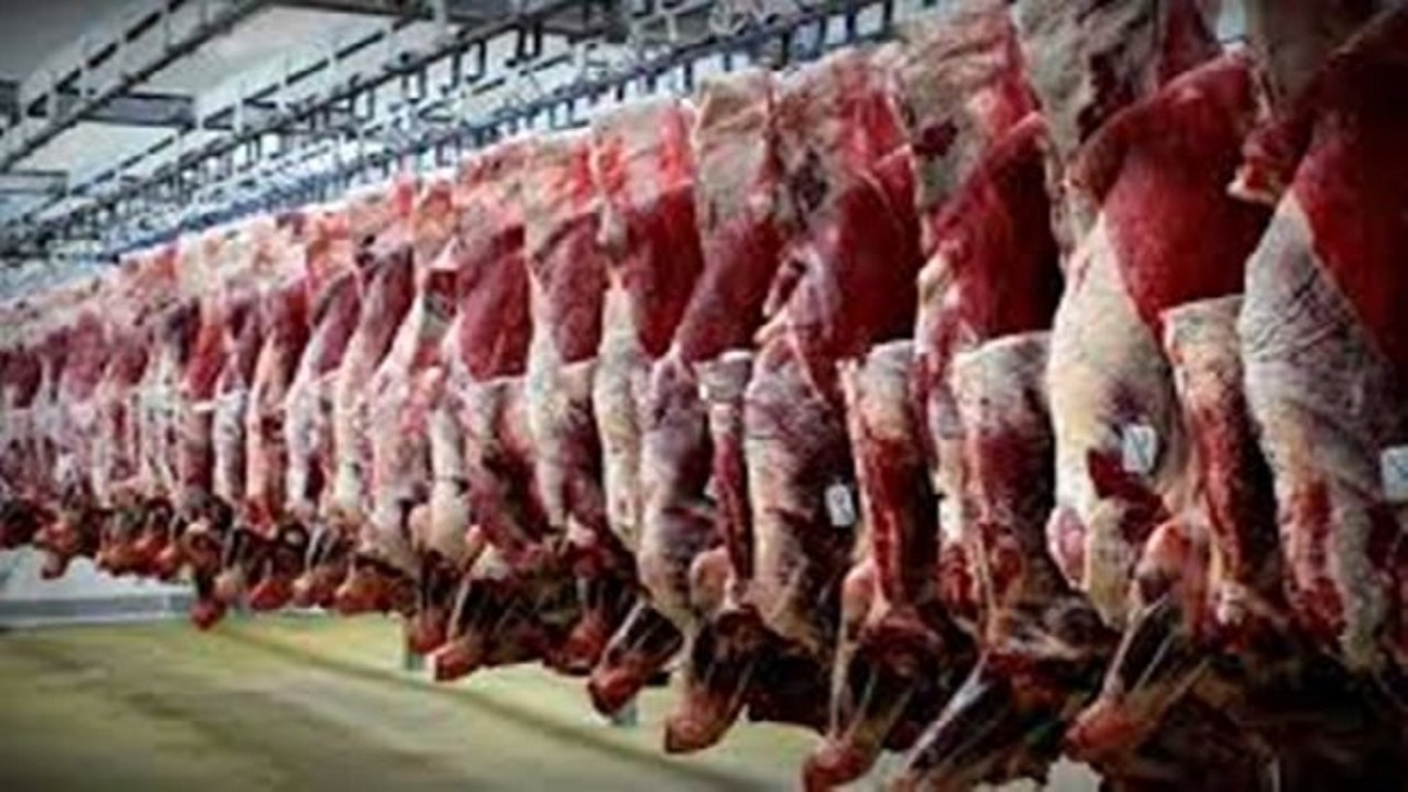 تحول در تولید گوشت قرمز با فناوری‌های نوین ژنتیک در قم
