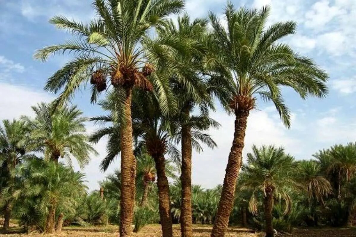 ببینید  | دستگیری عجیب یک متهم فراری با قطع درخت نخل!