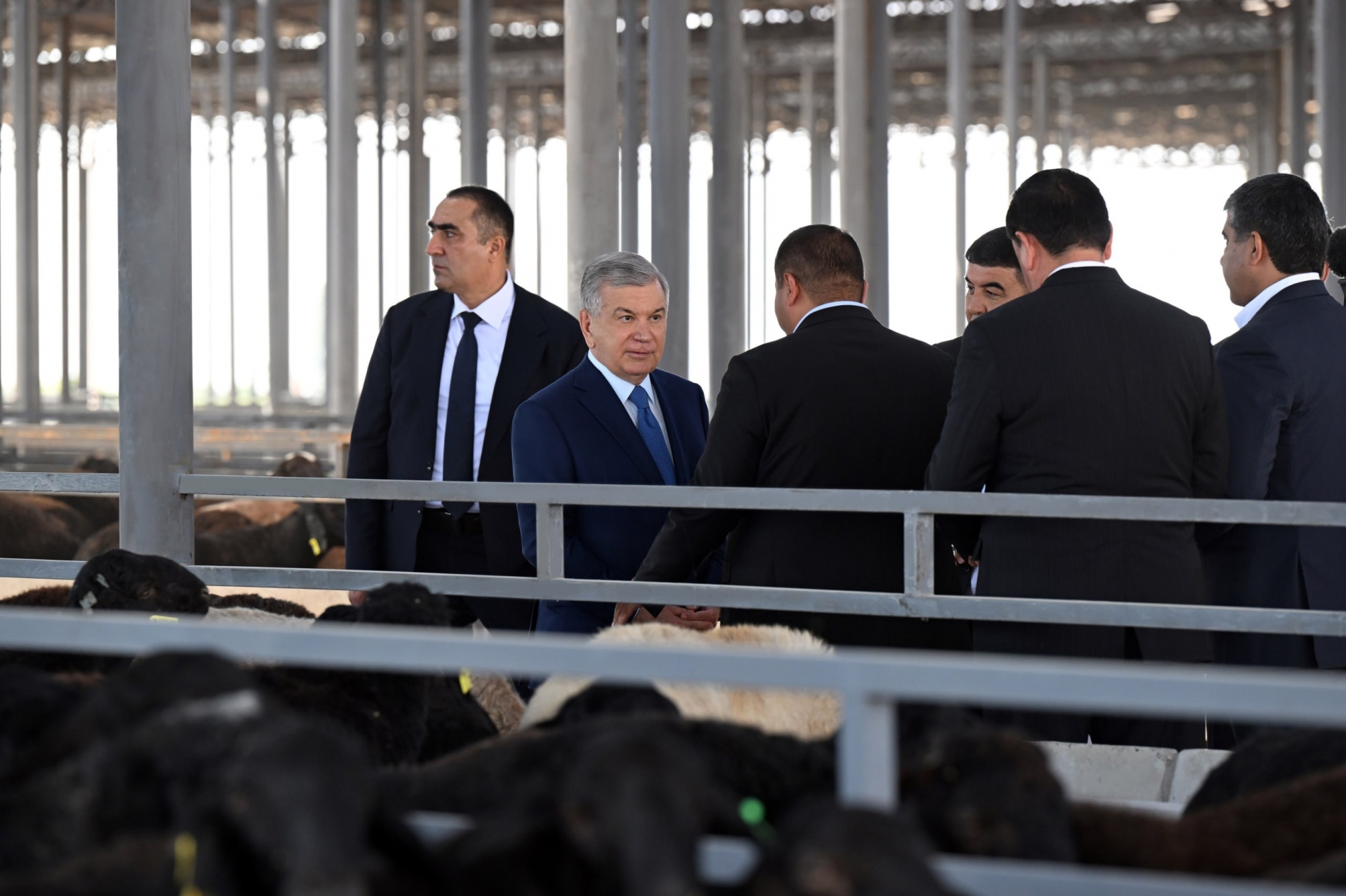 رئیس جمهور میرضیایف خواستار گسترش مدل خوشه ای نوآورانه دام است