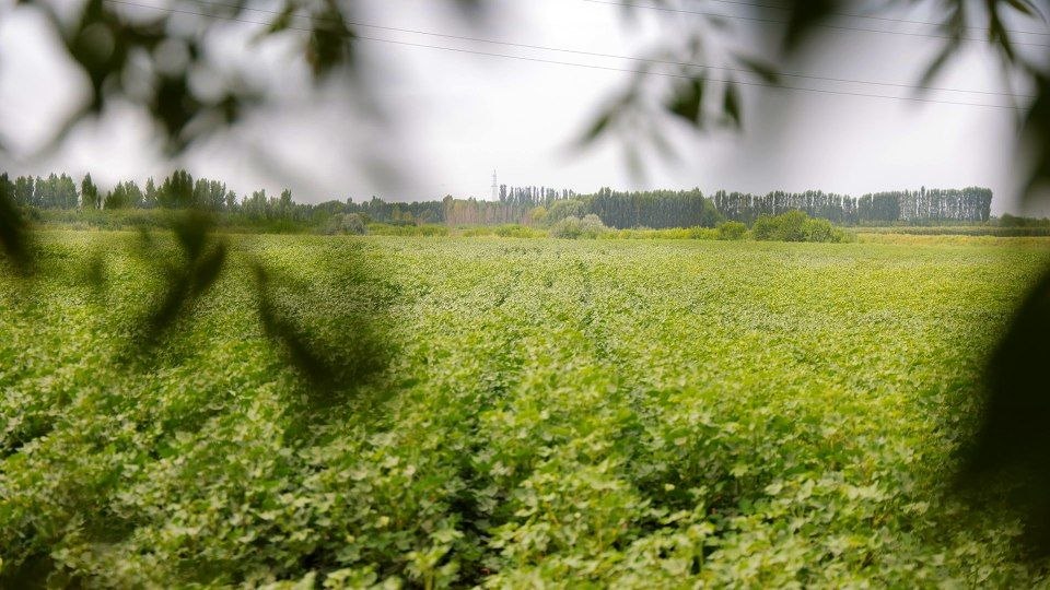 ازبکستان فن آوری های مدرن کشت پنبه را در منطقه نمانگان به نمایش می گذارد