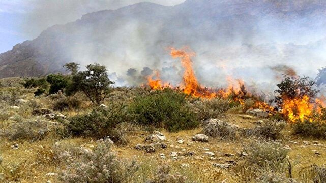 به کمک جنگل‌های بلوط زاگرس بشتابید؛ بَکَک در هجوم باد و آتش