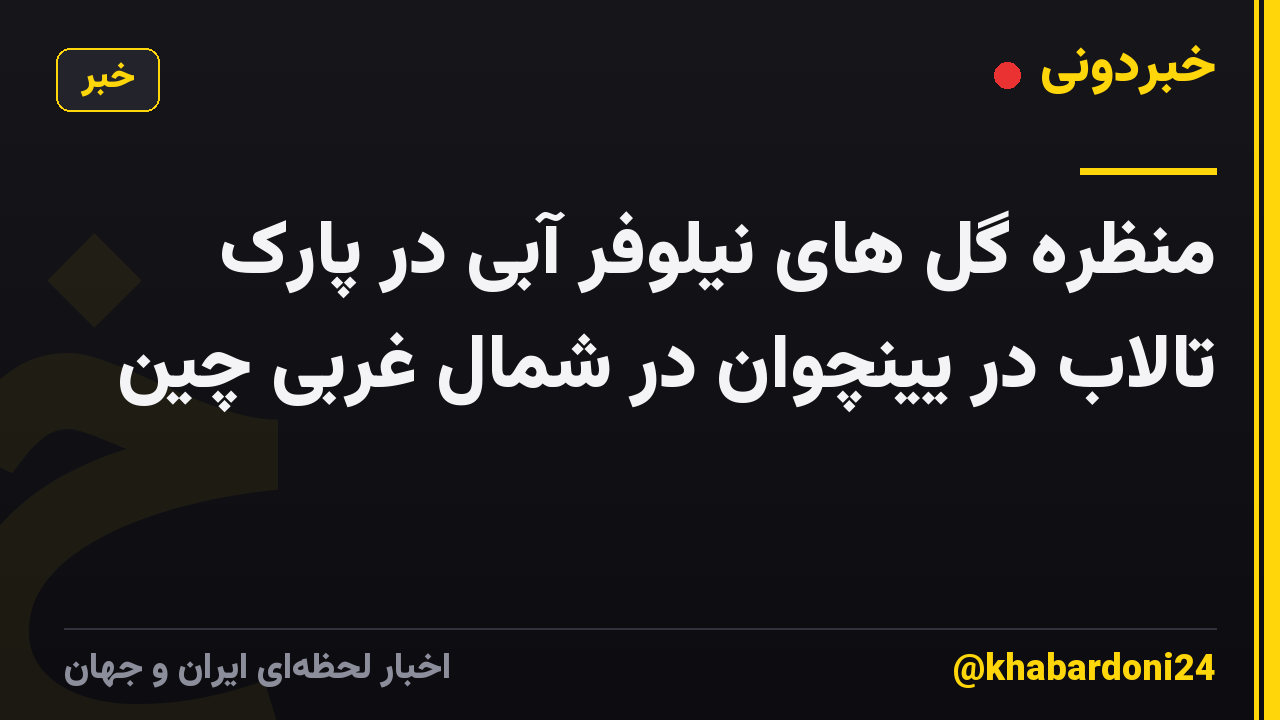 منظره گل های نیلوفر آبی در پارک تالاب در یینچوان در شمال غربی چین