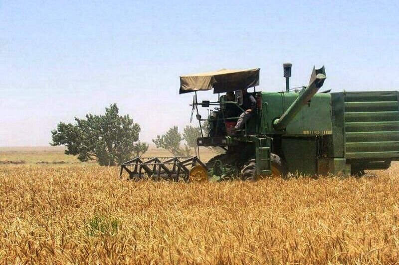 جزییات خرید تضمینی گندم در زنجان
