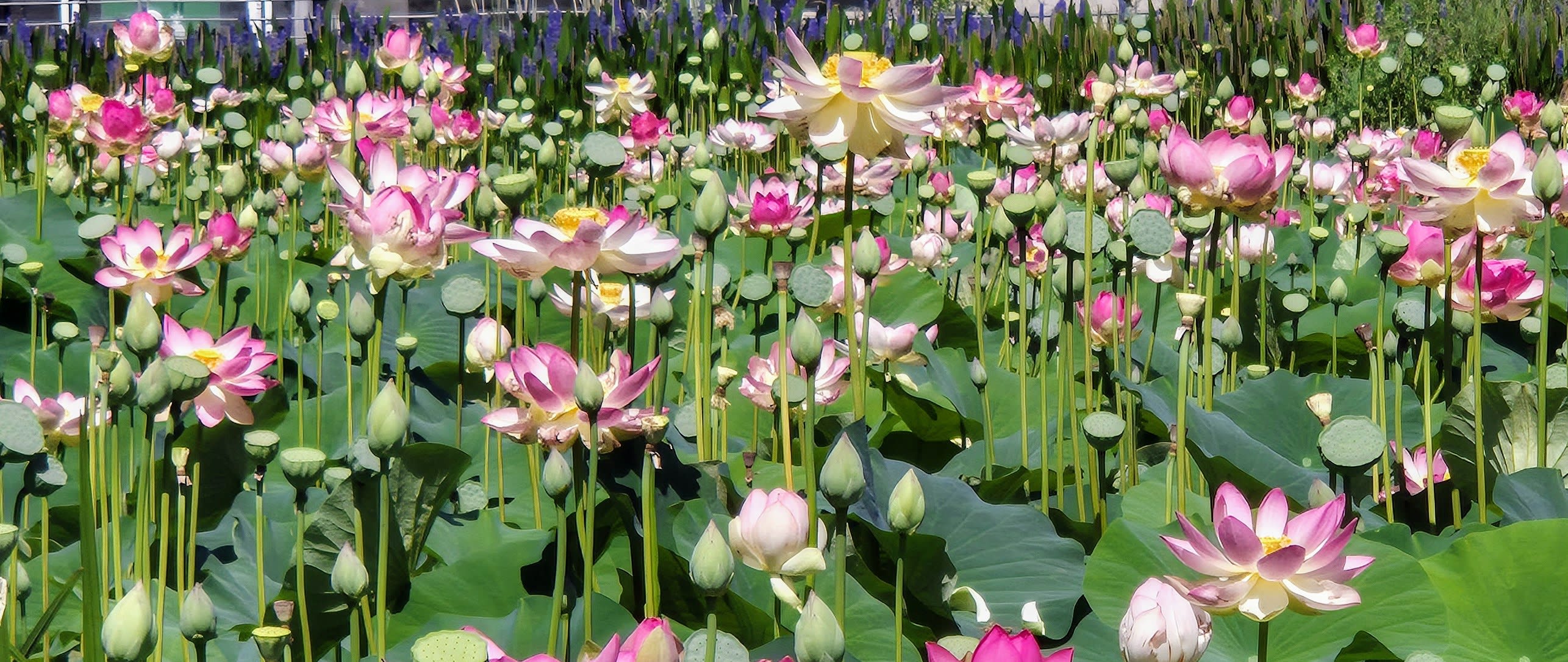 در صورتی: باغ گیاه‌شناسی اورشلیم مجموعه‌ای از گل‌های نیلوفر آبی را باز می‌کند.