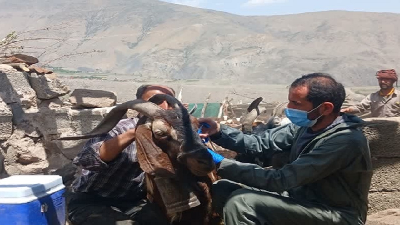 واکسیناسیون گسترده دام در مناطق عشایری شهرستان آمل