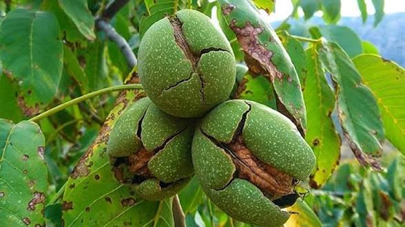 هرس اصولی گردو موجب افزایش کیفیت محصول و کاهش خسارت آفات می‌شود