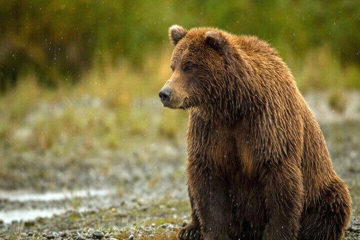عاملان تیراندازی به خرس قهوهای در آمل دستگیر شدند