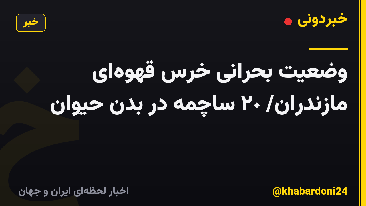 وضعیت بحرانی خرس قهوهای مازندران/ ٢٠ ساچمه در بدن حیوان