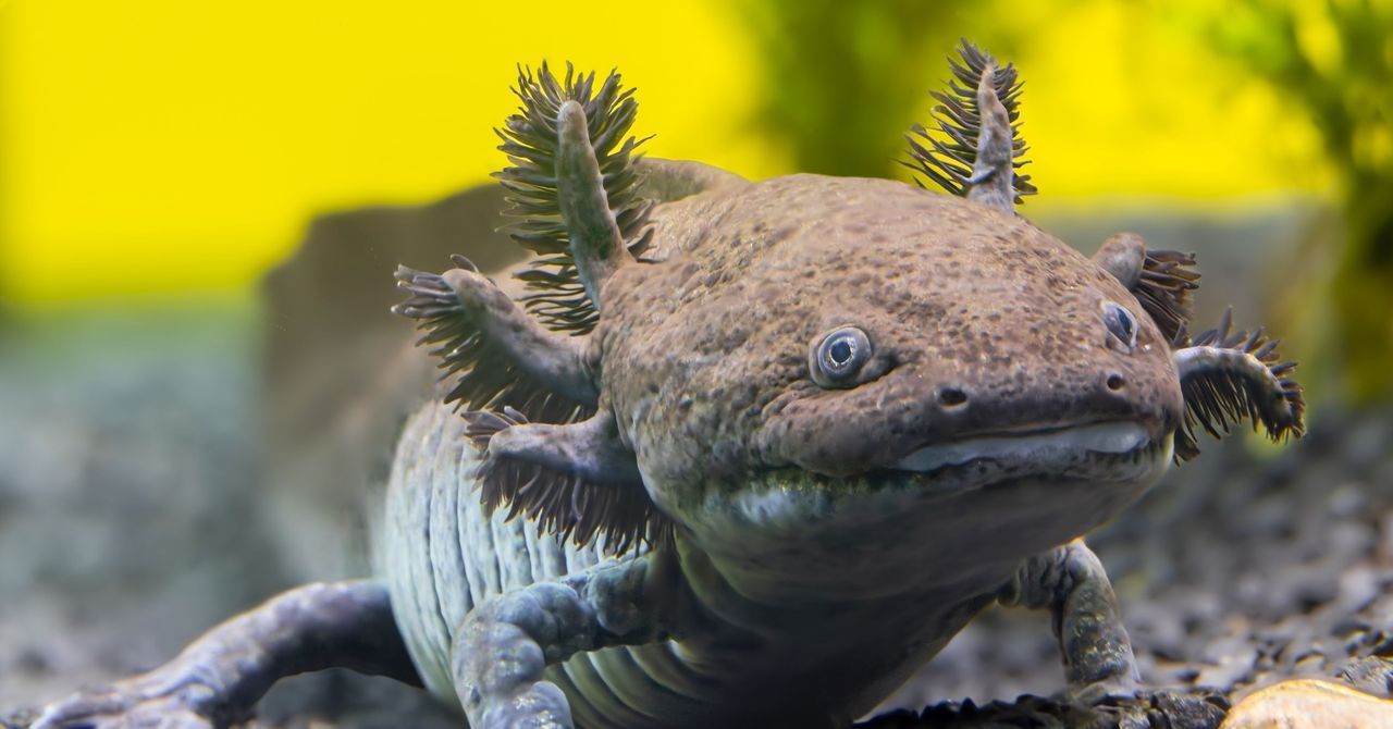دانشمندان گونه فسیلی جدیدی از Axolotl را در مکزیک شناسایی کردند