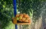 میوهٔ مهربانی در مسیر بناب؛ روایت باغداری که محصولش را پیشکش رهگذران میکند