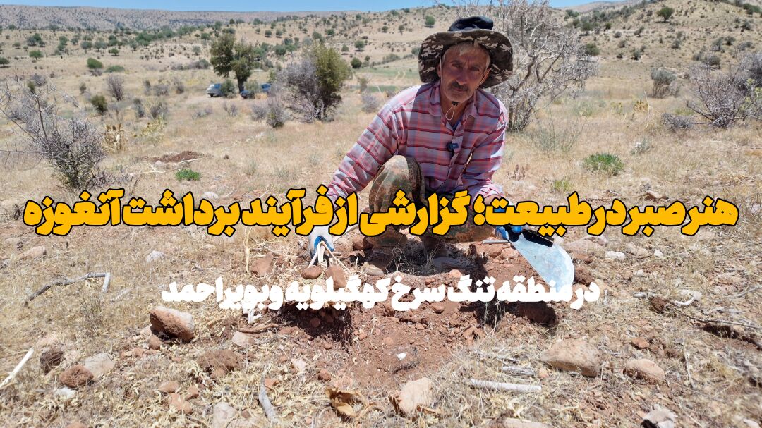 فیلم | گزارشی از فرآیند برداشت آنغوزه در منطقه تنگ سرخ یاسوج