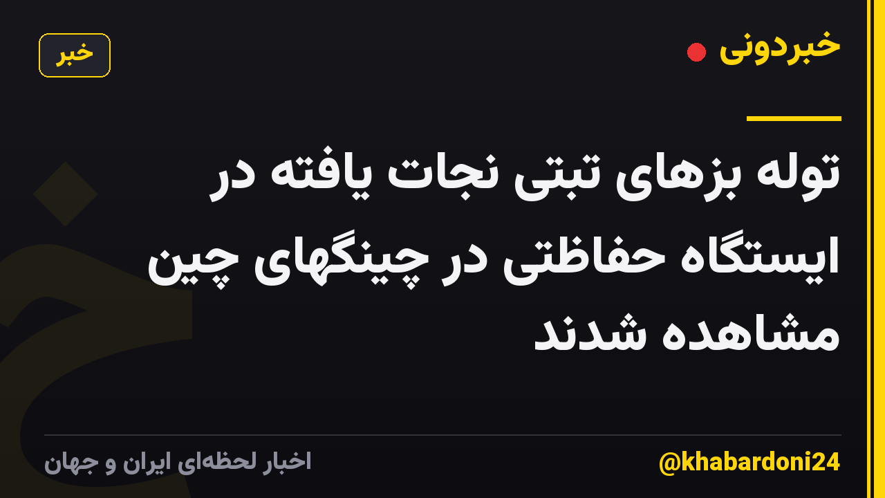 توله بزهای تبتی نجات یافته در ایستگاه حفاظتی در چینگهای چین مشاهده شدند