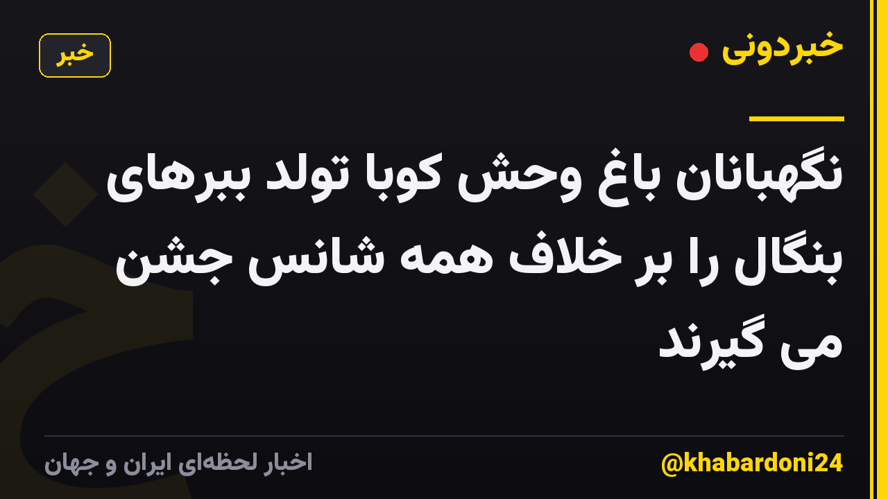 نگهبانان باغ وحش کوبا تولد ببرهای بنگال را بر خلاف همه شانس جشن می گیرند