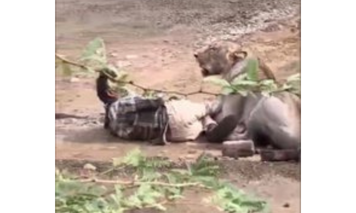 Lion Mauls Cattle Herder در Bhavnagar گجرات، ویدیو ویروسی