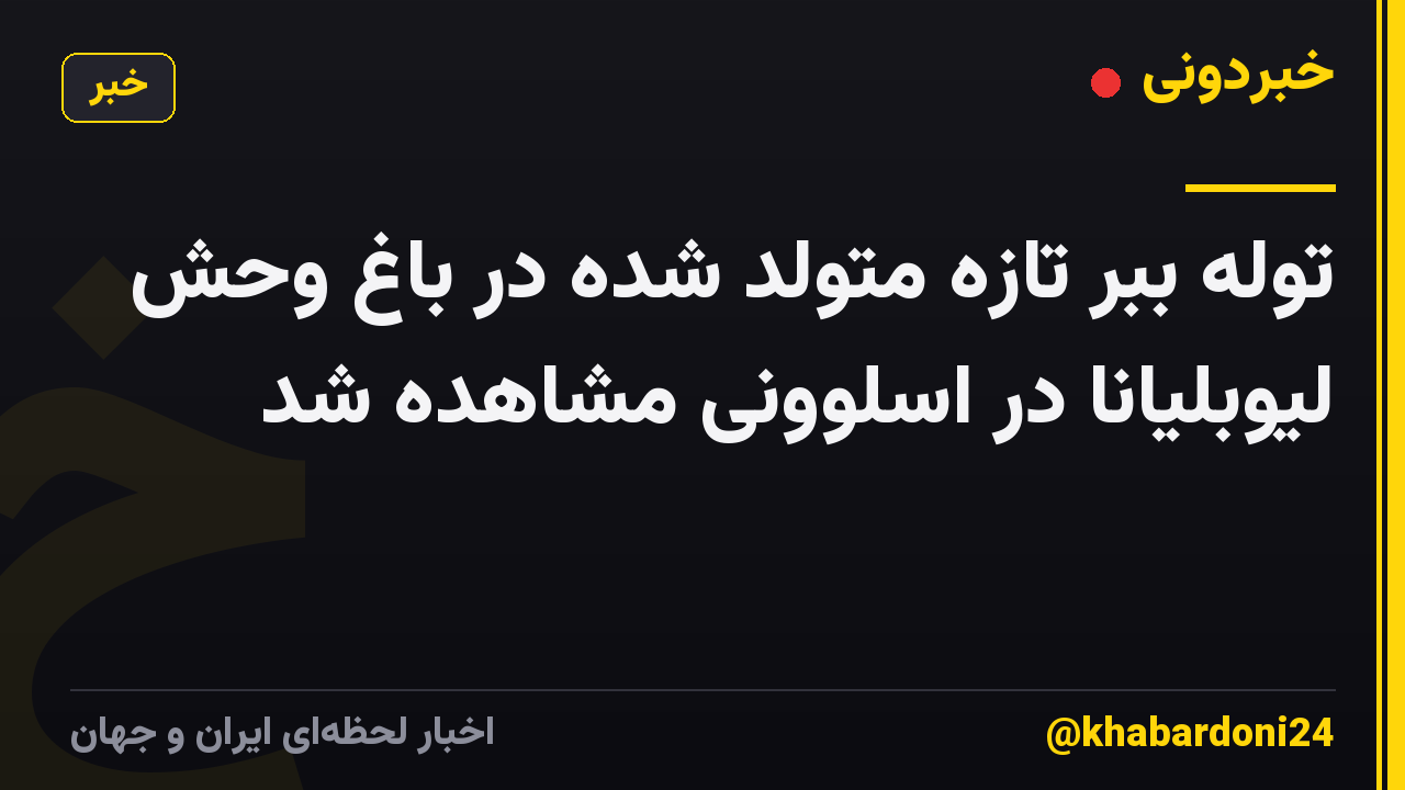 توله ببر تازه متولد شده در باغ وحش لیوبلیانا در اسلوونی مشاهده شد